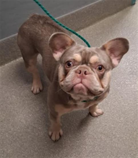 Shelter Stray Female Dog last seen E SAHARA AVE & S LAS VEGAS BLVD, 655 N Mojave Rd, Las Vegas, NV 89101, USA