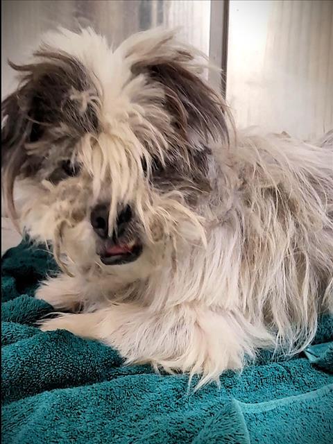 Shelter Stray Male Dog last seen , 1850 W 60th St, Los Angeles, CA 90047, USA