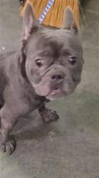 Shelter Stray Male Dog last seen , 1850 W 60th St, Los Angeles, CA 90047, USA