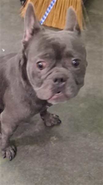 Shelter Stray Male Dog last seen , 1850 W 60th St, Los Angeles, CA 90047, USA