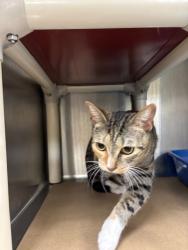Shelter Stray Female Cat last seen , 232 Eslinger Way, Sanford, FL 32773, USA