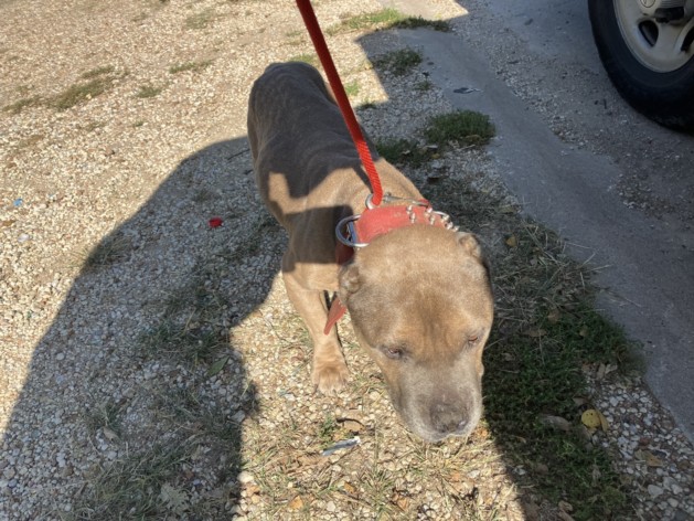 Shelter Stray Male Dog last seen Near BLOCK E ROSEBERRY ST, WICHITA KS 67210, 3303 N Hillside St, Wichita, KS 67219, USA