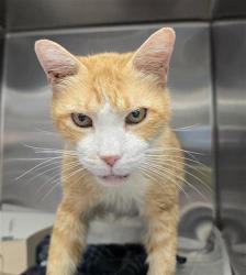 Shelter Stray Male Cat last seen , 4710 TX-151, San Antonio, TX 78227, USA
