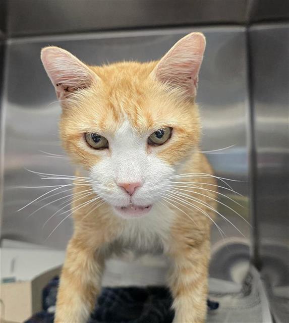 Shelter Stray Male Cat last seen , 4710 TX-151, San Antonio, TX 78227, USA
