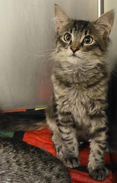 Shelter Stray Male Cat last seen Near BLOCK S 2500, 4522 W 3500 S, West Valley City, UT 84120, USA