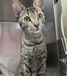 Shelter Stray Female Cat last seen Near BLOCK ROOSEVELT, 4710 TX-151, San Antonio, TX 78227, USA