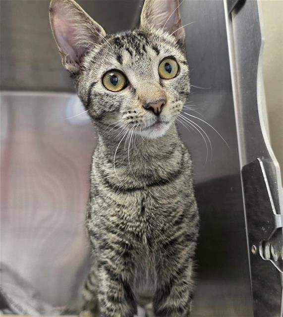 Shelter Stray Female Cat last seen Near BLOCK ROOSEVELT, 4710 TX-151, San Antonio, TX 78227, USA