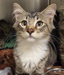 Shelter Stray Male Cat last seen Near BLOCK S 2500, 4522 W 3500 S, West Valley City, UT 84120, USA