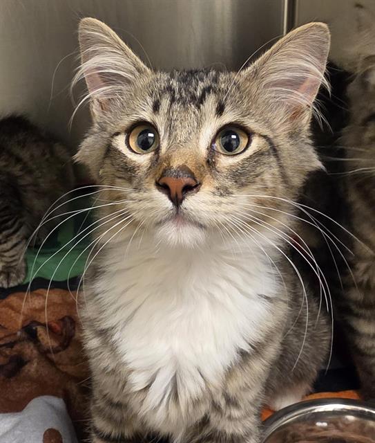 Shelter Stray Male Cat last seen Near BLOCK S 2500, 4522 W 3500 S, West Valley City, UT 84120, USA