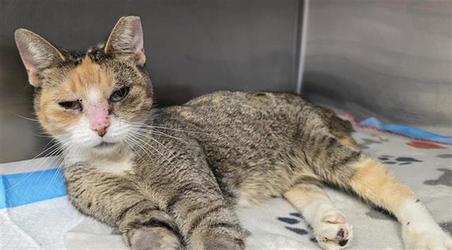 Shelter Stray Female Cat last seen Near BLOCK W COMMERCE, 4710 TX-151, San Antonio, TX 78227, USA