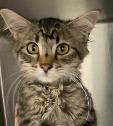 Shelter Stray Female Cat last seen Near BLOCK S 2500, 4522 W 3500 S, West Valley City, UT 84120, USA