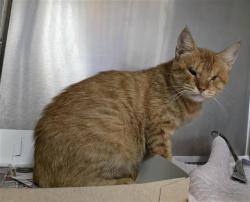 Shelter Stray Male Cat last seen Near BLOCK LIVELY, 4710 TX-151, San Antonio, TX 78227, USA