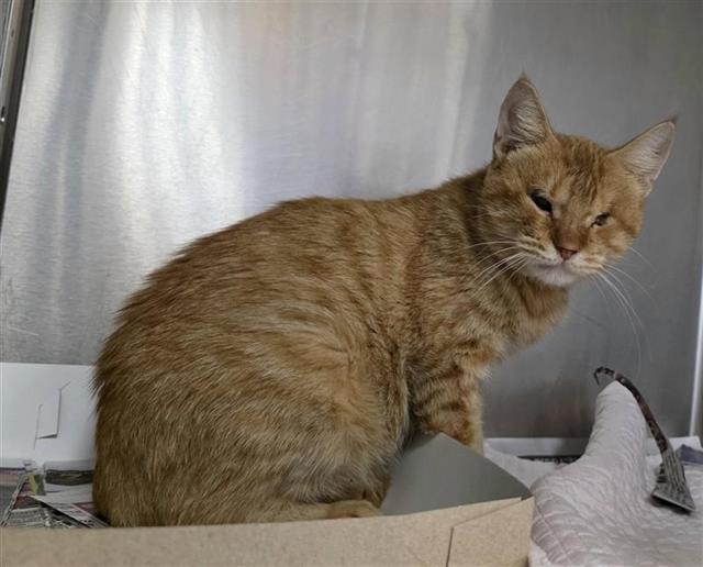Shelter Stray Male Cat last seen Near BLOCK LIVELY, 4710 TX-151, San Antonio, TX 78227, USA