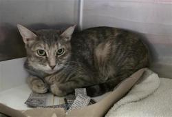Shelter Stray Female Cat last seen Near BLOCK HUNTSMAN LAKE, 4710 TX-151, San Antonio, TX 78227, USA