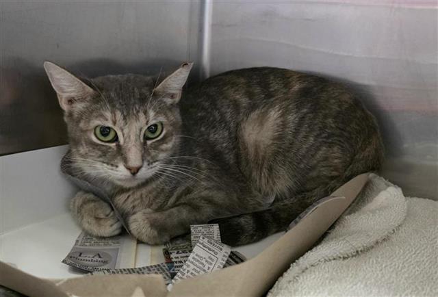 Shelter Stray Female Cat last seen Near BLOCK HUNTSMAN LAKE, 4710 TX-151, San Antonio, TX 78227, USA