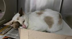 Shelter Stray Female Cat last seen Near BLOCK BRIGHT VALLEY, 4710 TX-151, San Antonio, TX 78227, USA