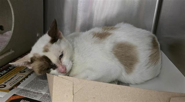 Shelter Stray Female Cat last seen Near BLOCK BRIGHT VALLEY, 4710 TX-151, San Antonio, TX 78227, USA