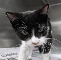 Shelter Stray Male Cat last seen Near BLOCK FIVE PALMS DR, 4710 TX-151, San Antonio, TX 78227, USA