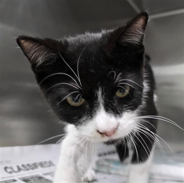 Shelter Stray Male Cat last seen Near BLOCK FIVE PALMS DR, 4710 TX-151, San Antonio, TX 78227, USA
