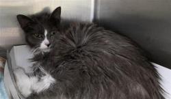 Shelter Stray Female Cat last seen BANDERA, 4710 TX-151, San Antonio, TX 78227, USA