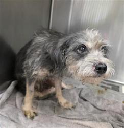 Shelter Stray Male Dog last seen Near BLOCK W COMMERCE ST, 4710 TX-151, San Antonio, TX 78227, USA