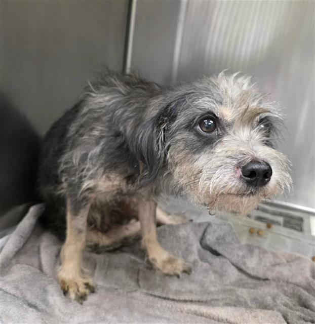 Shelter Stray Male Dog last seen Near BLOCK W COMMERCE ST, 4710 TX-151, San Antonio, TX 78227, USA
