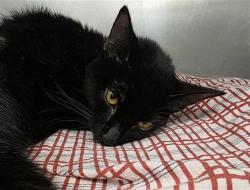 Shelter Stray Male Cat last seen MARIA ELENA, 4710 TX-151, San Antonio, TX 78227, USA
