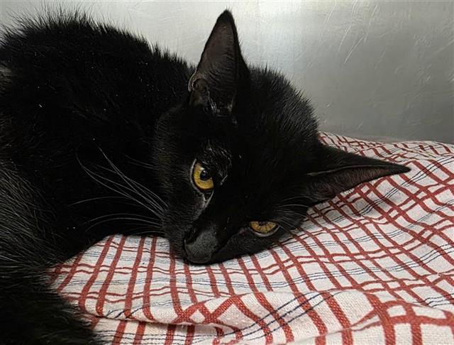 Shelter Stray Male Cat last seen MARIA ELENA, 4710 TX-151, San Antonio, TX 78227, USA