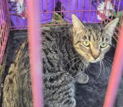 Shelter Stray Male Cat last seen E HOUSTON ST, 4710 TX-151, San Antonio, TX 78227, USA