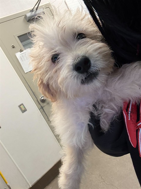 Shelter Stray Male Dog last seen , 4000 N Silverbell Rd, Tucson, AZ 85745, USA