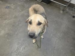 Shelter Stray Male Dog last seen , 4000 N Silverbell Rd, Tucson, AZ 85745, USA