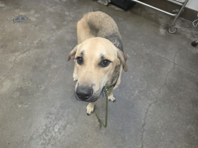 Shelter Stray Male Dog last seen , 4000 N Silverbell Rd, Tucson, AZ 85745, USA