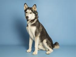 Shelter Stray Male Dog last seen 51ST AVE - NORTHERN, 5501 E Van Buren St, Phoenix, AZ 85008, USA