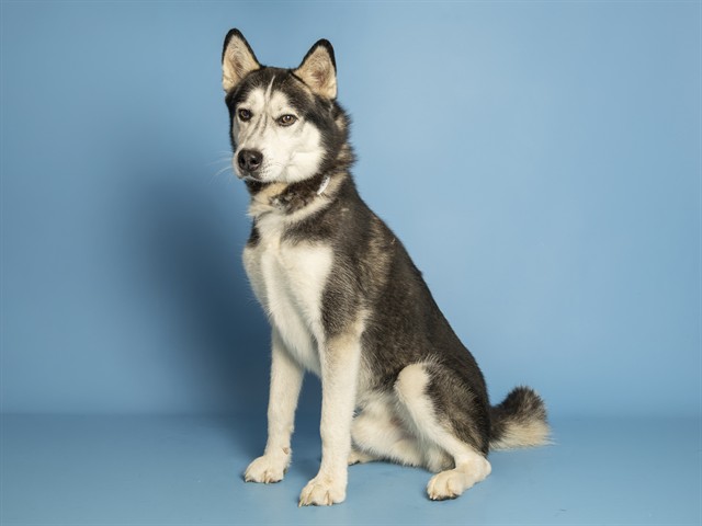 Shelter Stray Male Dog last seen 51ST AVE - NORTHERN, 5501 E Van Buren St, Phoenix, AZ 85008, USA