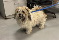 Shelter Stray Male Dog last seen 7TH ST/RAMONA BLVD, SAN JACINTO CA 92582, 581 S Grand Ave, San Jacinto, CA 92582, USA