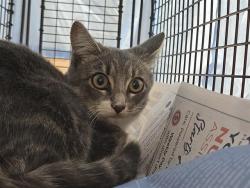 Shelter Stray Female Cat last seen Near BLOCK N 22 AV, HOLLYWOOD FL 33020, 2400 SW 42nd St, Fort Lauderdale, FL 33312, USA