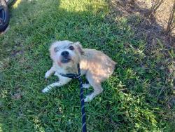 Shelter Stray Male Dog last seen Near BLOCK ARBOR DR, MIRAMAR FL 33023, 2400 SW 42nd St, Fort Lauderdale, FL 33312, USA