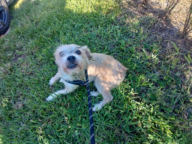 Shelter Stray Male Dog last seen Near BLOCK ARBOR DR, MIRAMAR FL 33023, 2400 SW 42nd St, Fort Lauderdale, FL 33312, USA