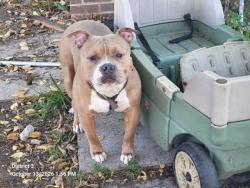 Shelter Stray Male Dog last seen Near BLOCK GREENFIELD RD, DETROIT, MI 48235, 1431 E Ferry St, Detroit, MI 48211, USA