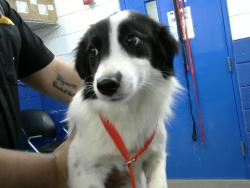 Shelter Stray Female Dog last seen Near BLOCK LOMAS BLVD NE, 8920 Lomas Blvd NE, Albuquerque, NM 87112, USA