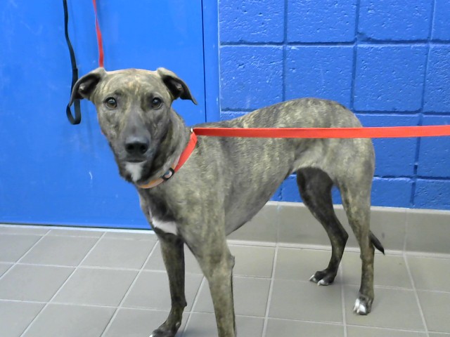 Shelter Stray Female Dog last seen I40 AND SAN MATEO, 8920 Lomas Blvd NE, Albuquerque, NM 87112, USA