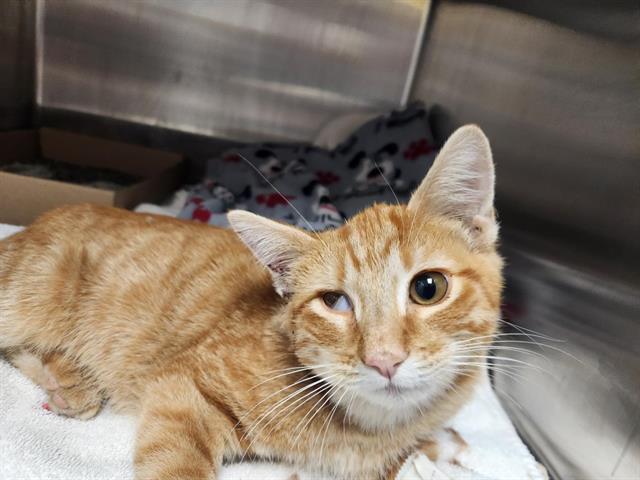 Shelter Stray Male Cat last seen Near BLOCK BETTS 8TH NE, 8920 Lomas Blvd NE, Albuquerque, NM 87112, USA