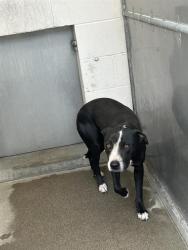 Shelter Stray Male Dog last seen DEL PASO BLVD & STATE HIGHWAY 106, 2127 Front St, Sacramento, CA 95818, USA