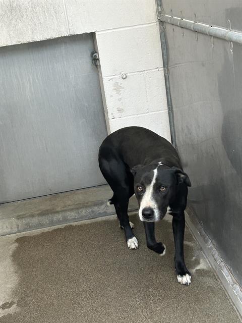 Shelter Stray Male Dog last seen DEL PASO BLVD & STATE HIGHWAY 106, 2127 Front St, Sacramento, CA 95818, USA