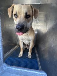 Shelter Stray Male Dog last seen STONECREEK DR & W EL CAMINO AVE, 2127 Front St, Sacramento, CA 95818, USA