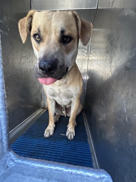 Shelter Stray Male Dog last seen STONECREEK DR & W EL CAMINO AVE, 2127 Front St, Sacramento, CA 95818, USA