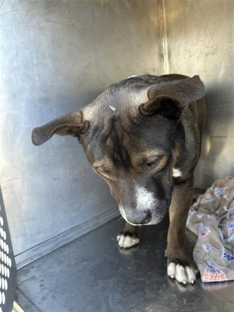 Shelter Stray Male Dog last seen STONECREEK DR & W EL CAMINO AVE, 2127 Front St, Sacramento, CA 95818, USA