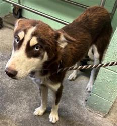 Shelter Stray Female Dog last seen ARDEN WAY & DEL PASO BLVD, 2127 Front St, Sacramento, CA 95818, USA