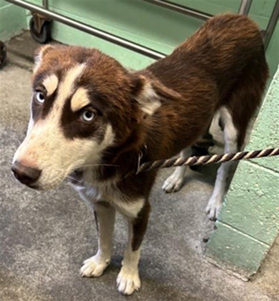 Shelter Stray Female Dog last seen ARDEN WAY & DEL PASO BLVD, 2127 Front St, Sacramento, CA 95818, USA
