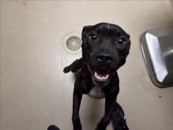 Shelter Stray Male Dog last seen Near BLOCK ATKINS RD, MEBANE NC 27302, 1601 Eubanks Rd, Chapel Hill, NC 27516, USA